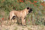 BULLMASTIFF 223